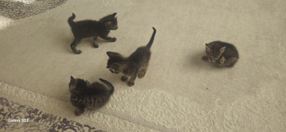 Дарю котят в добрые руки