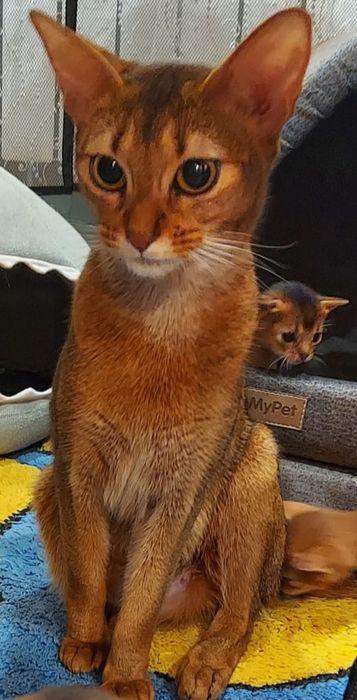 Абиссинские котята
