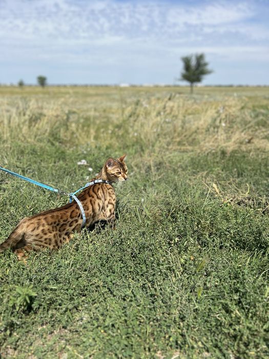 Вязка бенгальской кошки, нужен кот