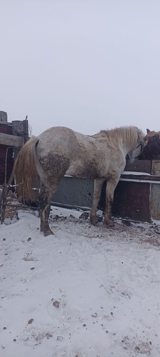 Аигыр 10 жасар уирде журген