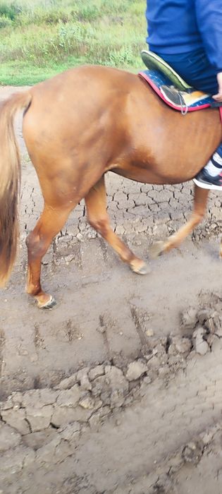 Продам жеребца Айғыр