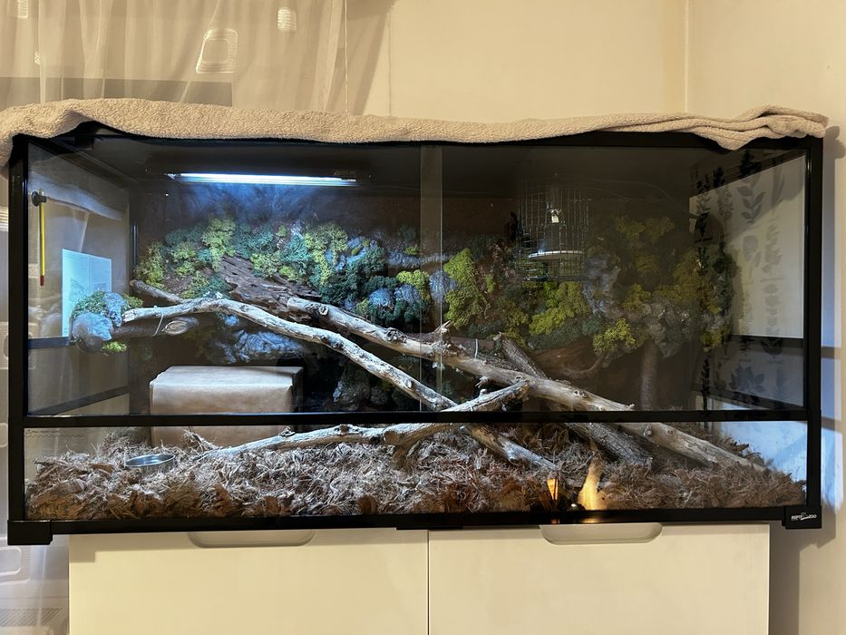 Corn snake + terariu 120x45x60