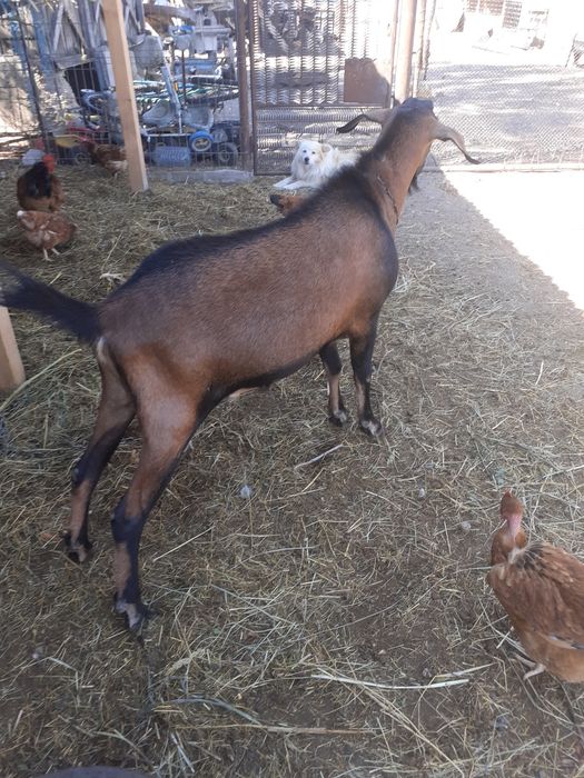 Vand tap,iedut si capra