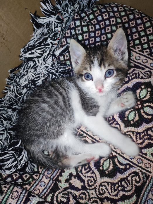 Котенок мальчик 2,5 месяца
