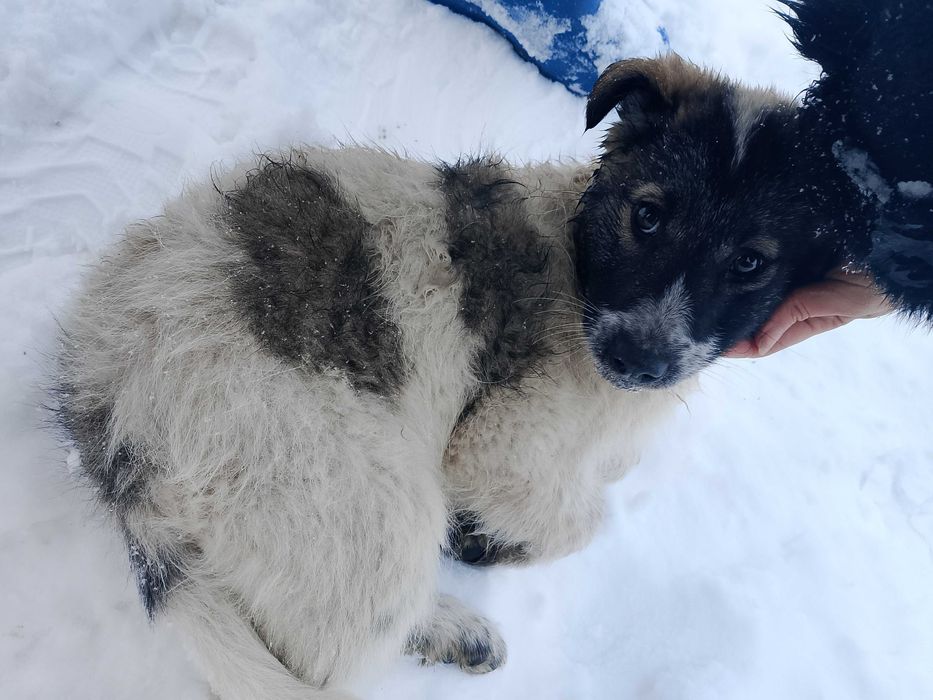 Щенки, будут очень крупные