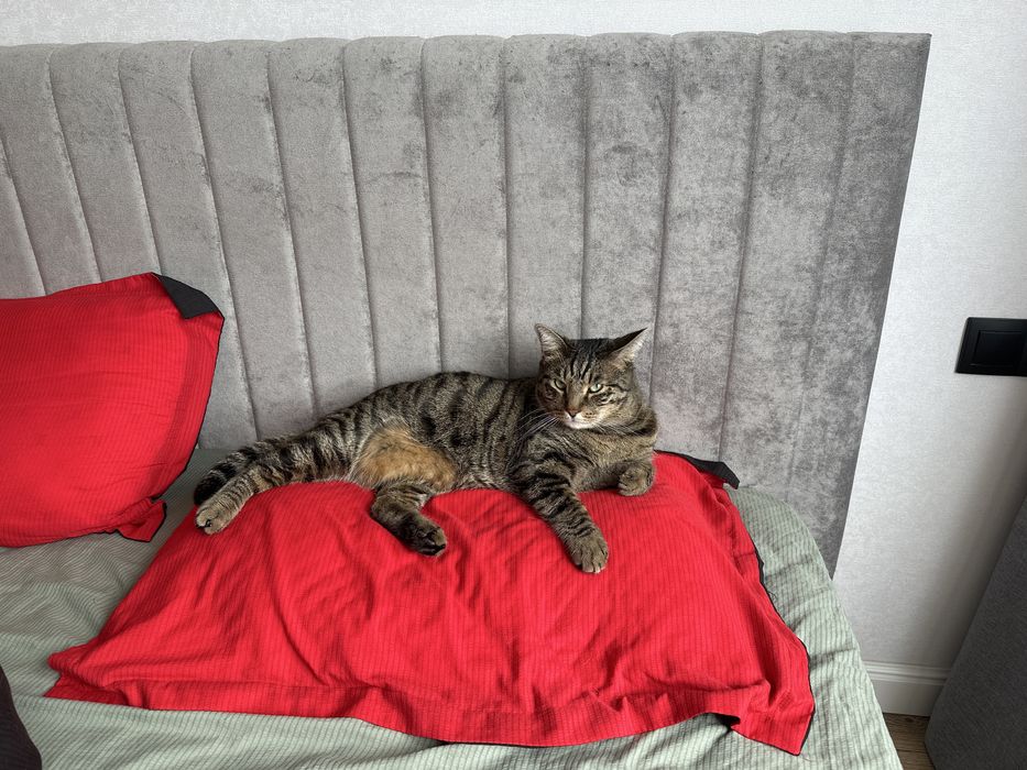 Кот домашний Симба 5 лет
