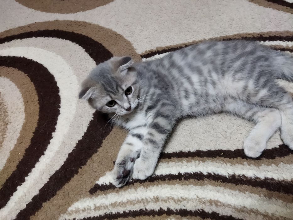 Отдам котёнка в добрые руки
