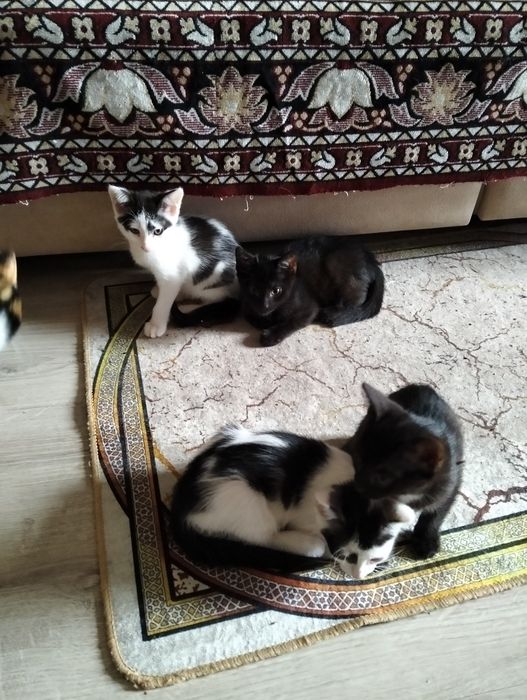 Отдам котят в добрые руки