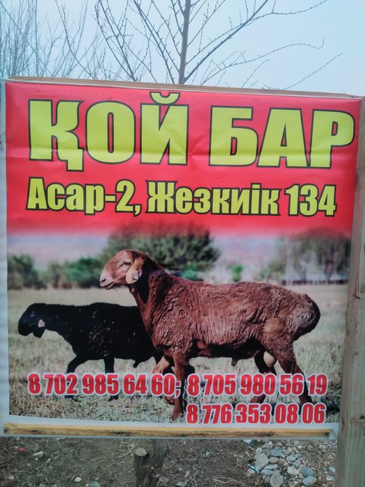 Койлар сатылады бордакы койлар