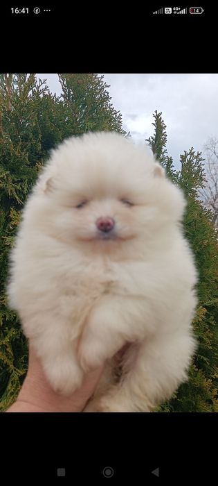 Померан/Померани