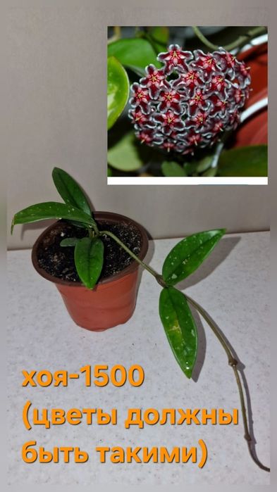 Продам домашние цветы от 800