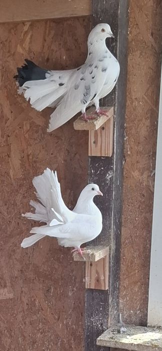 Porumbei voltati