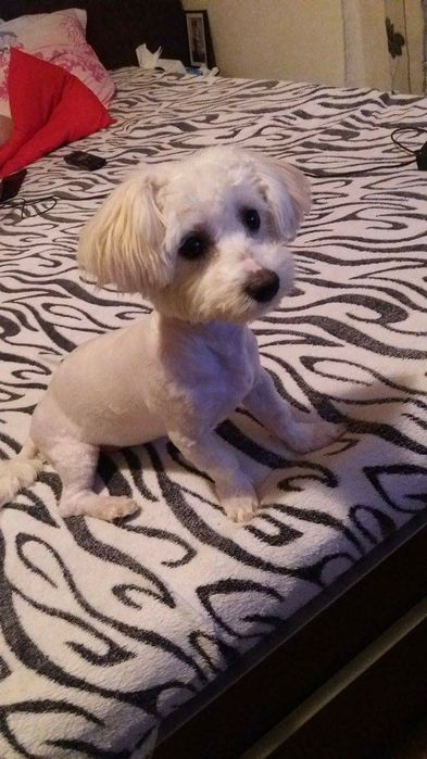 Super OFERTA Cosmetica Canina la domiciliu-frizer canin-tund caini