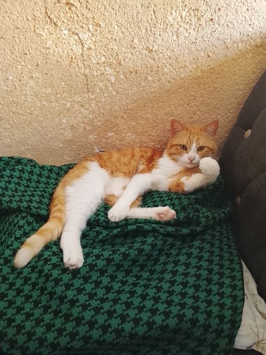 Отдам в добрые руки даром кошек и котят