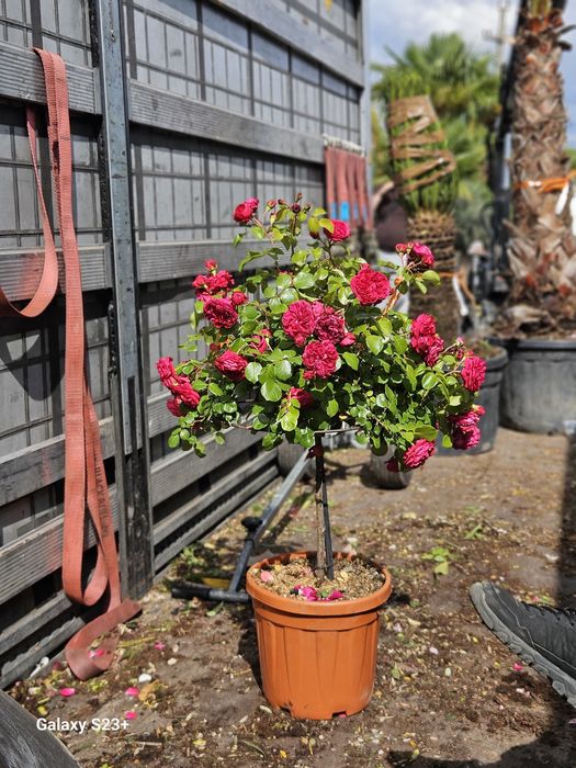 Plante ornamentale