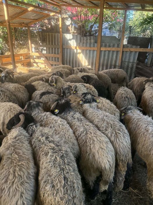 De vânzare berbecuți 70 de buc de la 40 la 60 de kg grasi ținuți pe stabulație