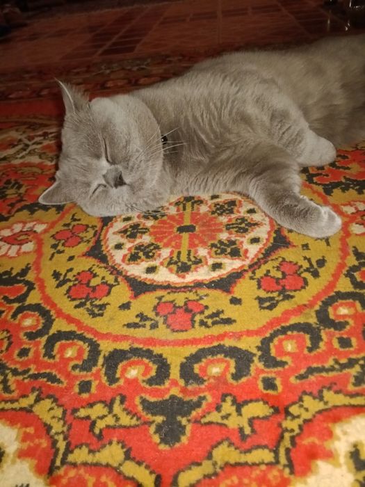 Кот самец на вязку. Не продаётся