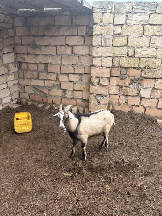 Продаётся молодой альпийский козёл
