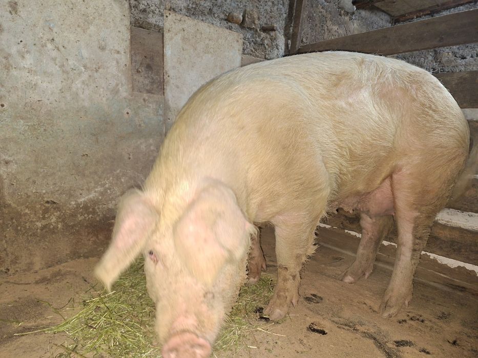 Свинья крупной породы