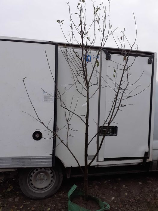 Taieri pomi fructiferi