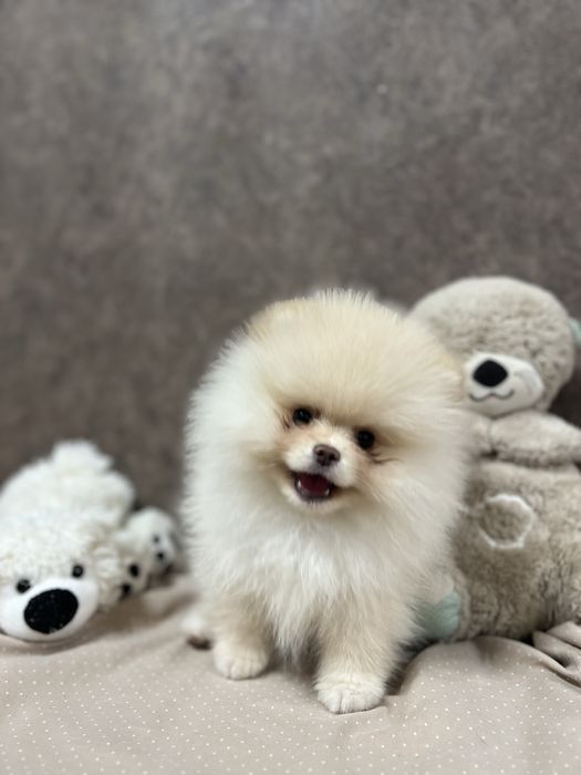 Шпиц, девочка шпиц