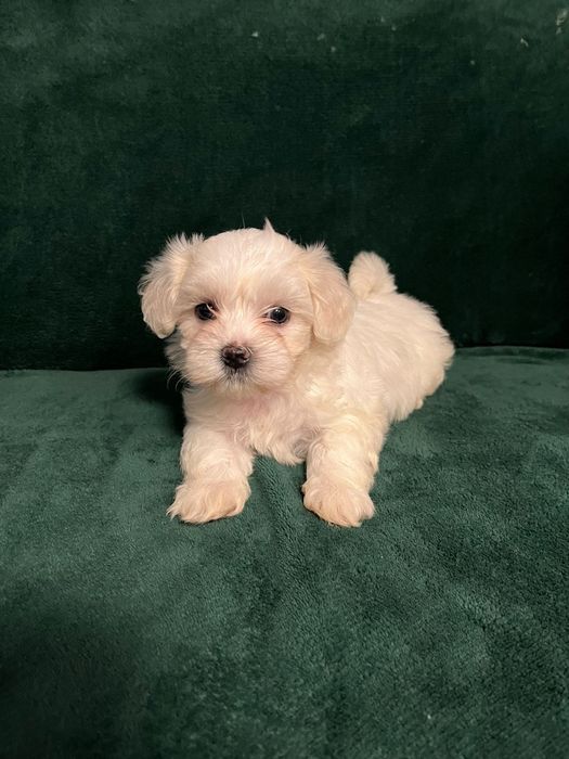 Vand bichon maltez