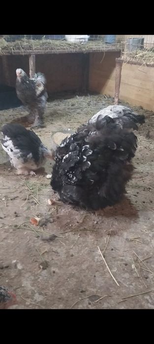 De vânzare gaini tinere brahma și cochinchina uriaș bobat