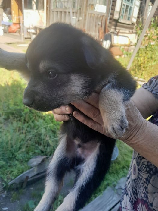 Очень срочно ищут дом щенки