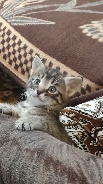 Отдам в добрые руки