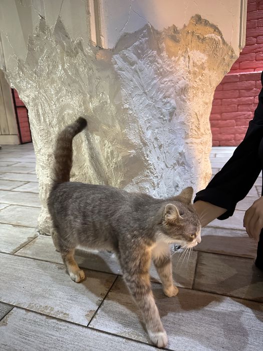 Кошкабереманная.