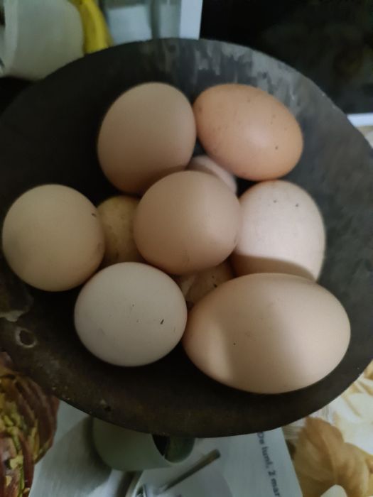 Ouă de la găini crescute în curte unele moțate