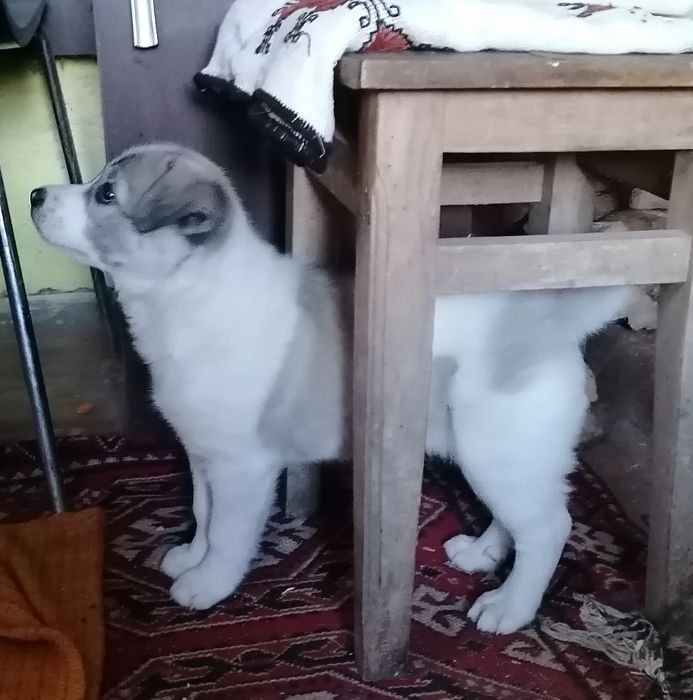 Donez cățelușă vaccinată extrem de jucăușă