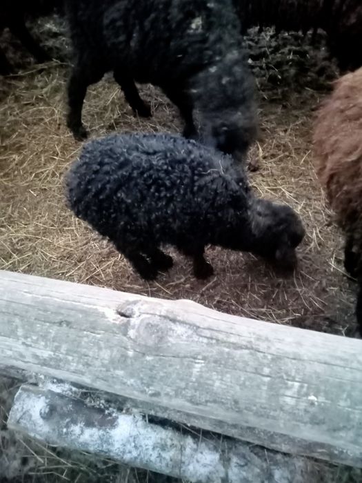 Продаются овечки с ягнятами