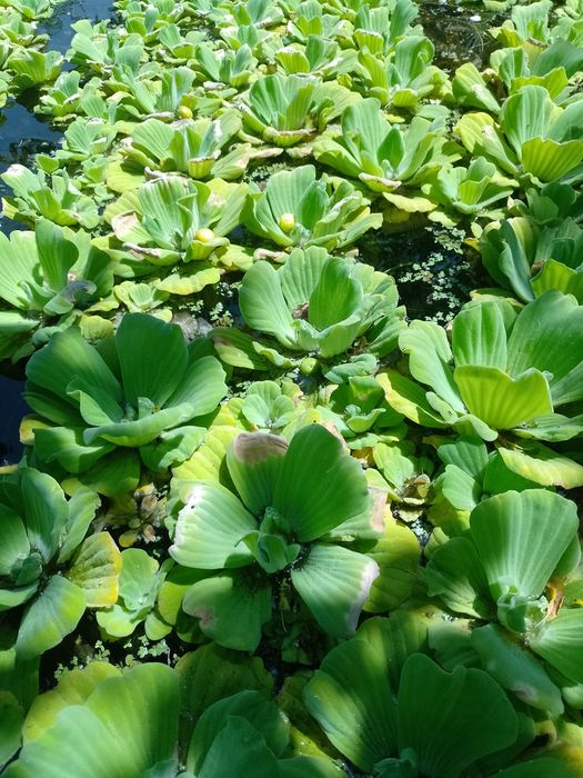 Salata de Nil-Pistia+Zambile amazoniene plante de apa plu