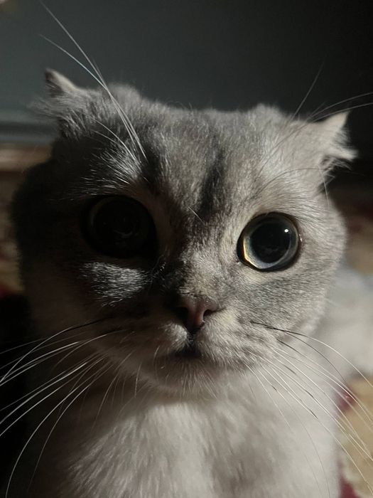 Британский шиншилла