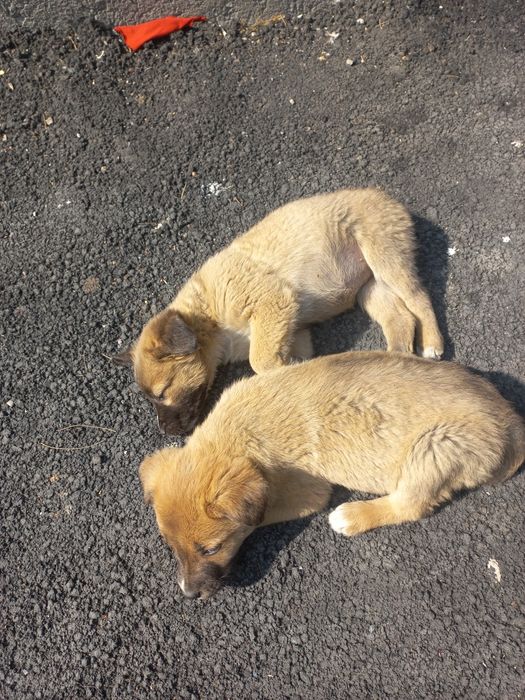 Щенки бесплатно!