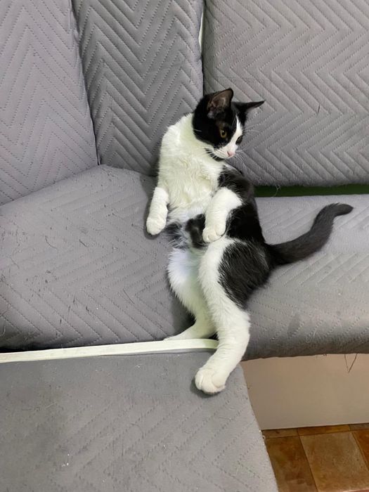 Кошечка ищет себе дом