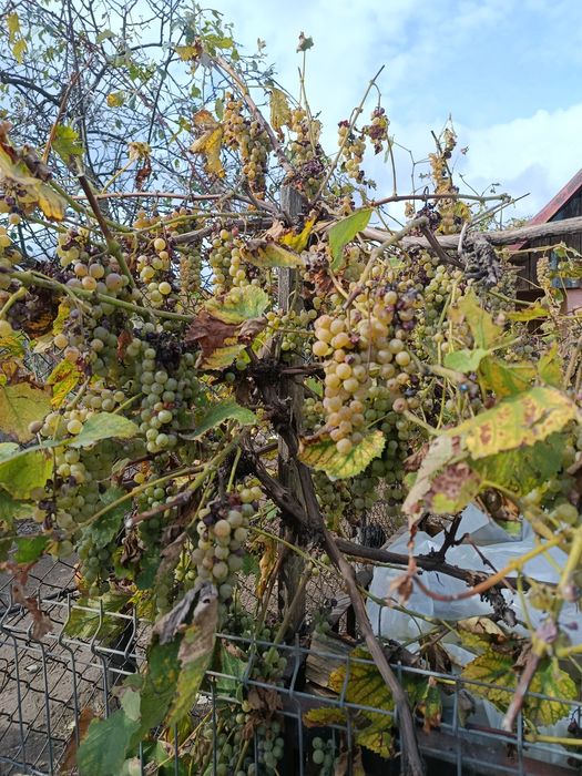 De vânzare struguri pentru vin