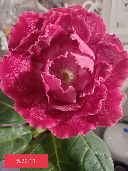 Продам глоксинии .