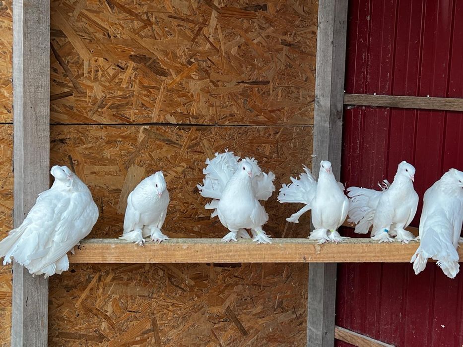 Vând gaini australorp , motate olandeze porumbei de ornament , pauni f