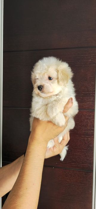 Предлагаю щенков породы Мальтипу Ф1