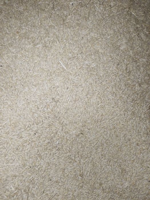 Vand orzoaica de primavara de samanta                    .