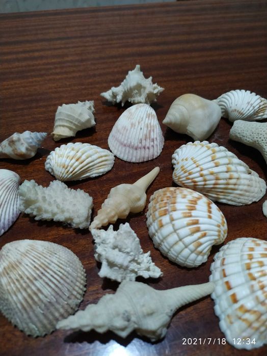 Продаются ракушки для аквариума