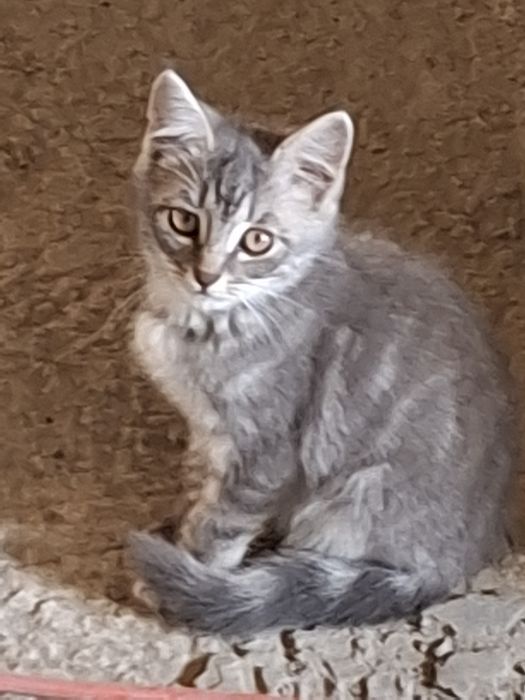 Отдам котя в добрые руки