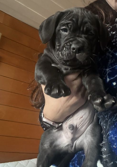 Кане Корсо / Cane Corso