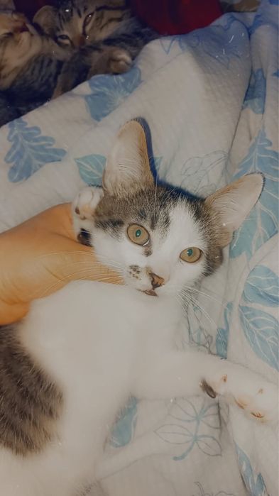 Котята в хорошие руки