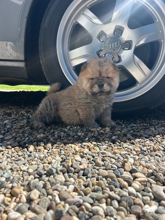 Chow chow cățel