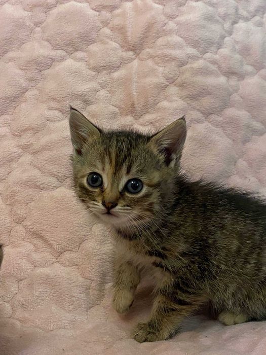 Отдам котят в хорошие руки!