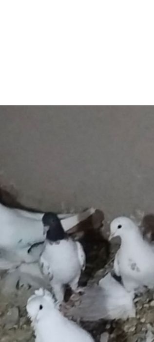 Голуби птицы 4шт