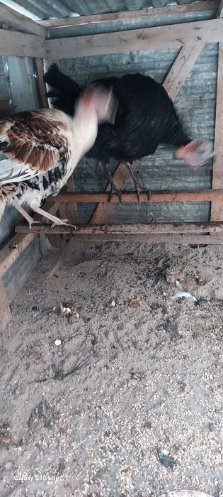 Продам индюков ,весенний выводы